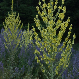 Verbascum speciosus & Nepeta nuda